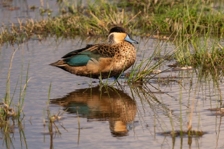 112 Amboseli Nationaal Park.jpg